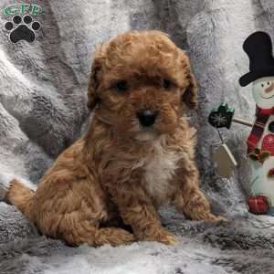 Reba, Miniature Poodle Puppy